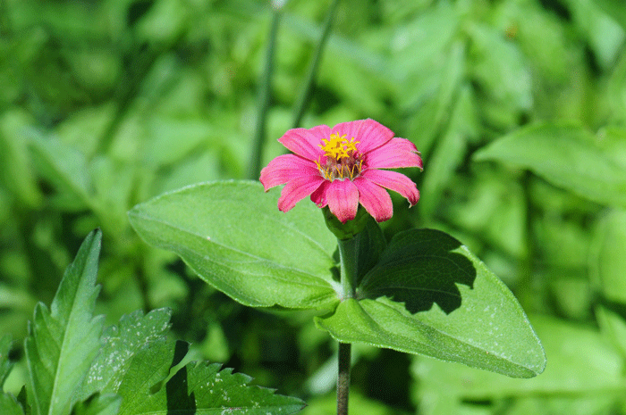 Peruvian Zinnia prefers uplands, rocky slopes and hillsides, ravines, calcareous soils, open sunny areas. Recorded Range: It is rare in the United States where Peruvian Zinnia is native only to southeastern Arizona. Zinnia peruviana